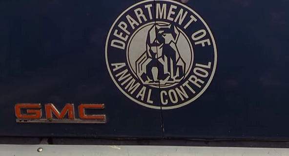 GMC Vandura