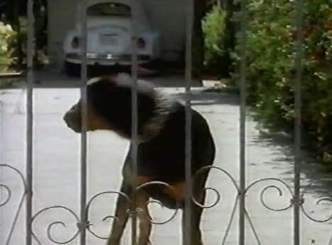 Volkswagen Convertible