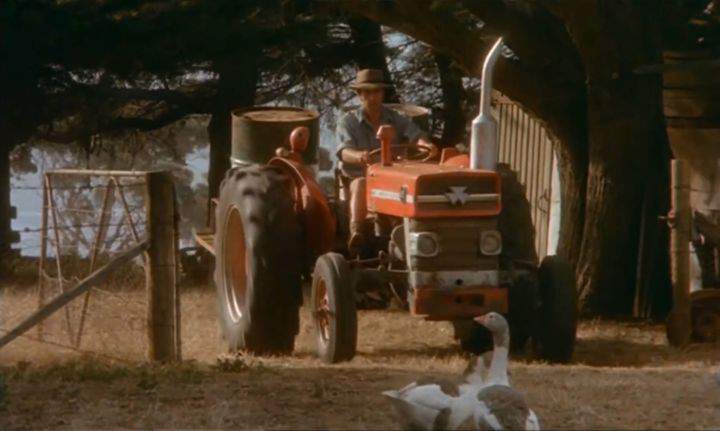 Massey Ferguson 135