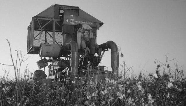 Farmall M