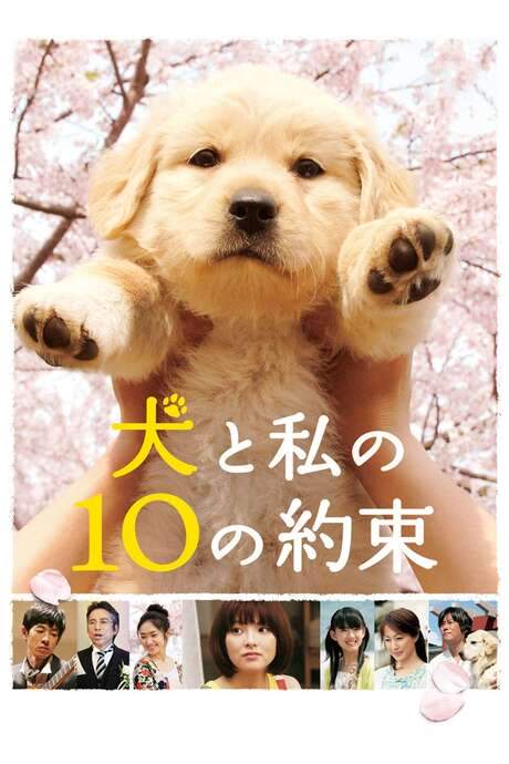 10 Promises to My Dog (2008) movie poster