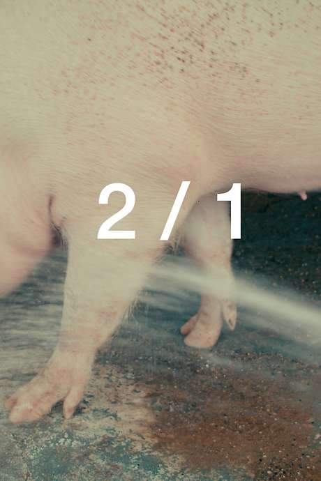 Two pig farmers kill boys in the interior of São Paulo, Brazil. During a visit to the city, they meet a young paçoca seller and offer him a job at the pigsty.