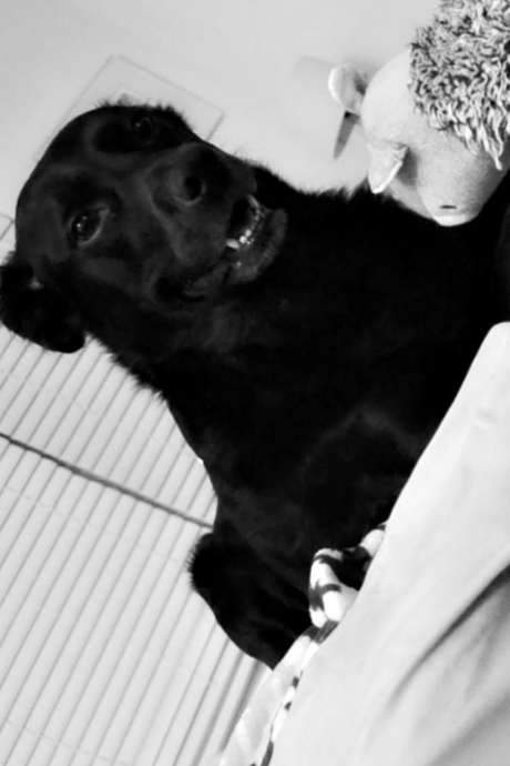 A Pair of AIs Conversing Inside the Mind of a Dog (2017) movie poster