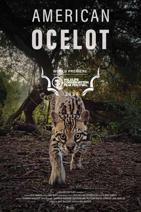American Ocelot (2021) movie poster