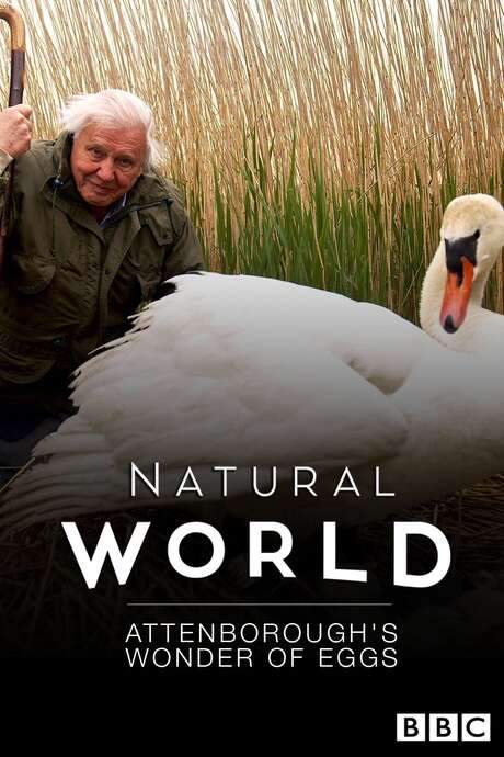 Attenborough’s Wonder of Eggs (2018) movie poster
