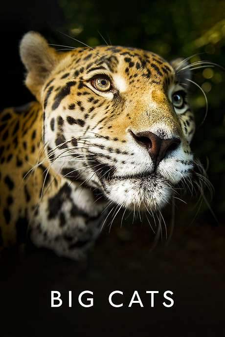 Big Cats (2018) movie poster