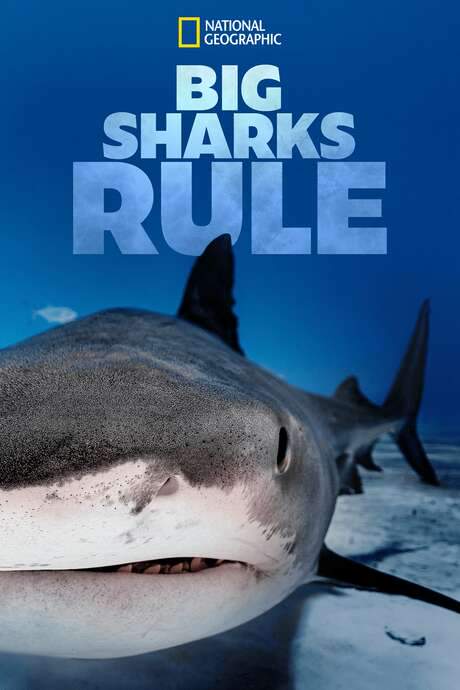 Big Sharks Rule (2018) movie poster