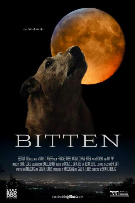 A mysterious and violent encounter sends a dog on a night of adventure and possibility.