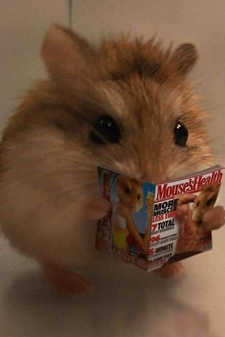 A filmed experiment, involving a mouse, which is screened behind the scientist.