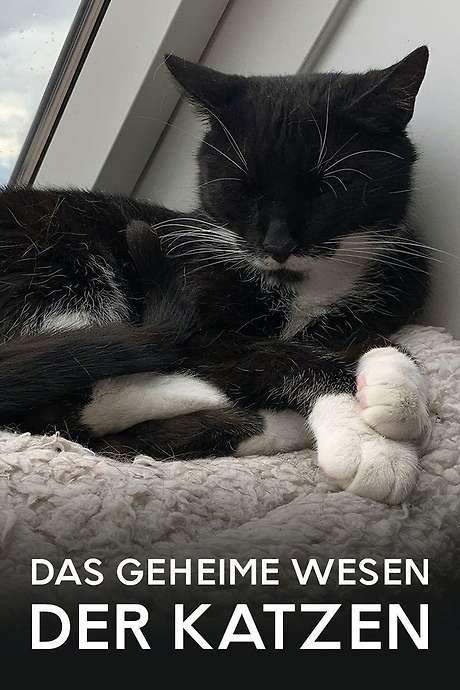 Das geheime Wesen der Katzen (2021) movie poster