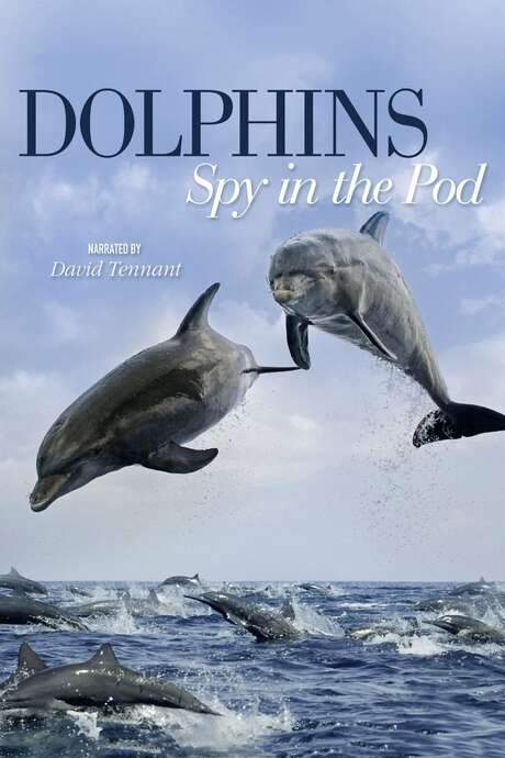 Dolphins: Spy in the Pod (2014) movie poster