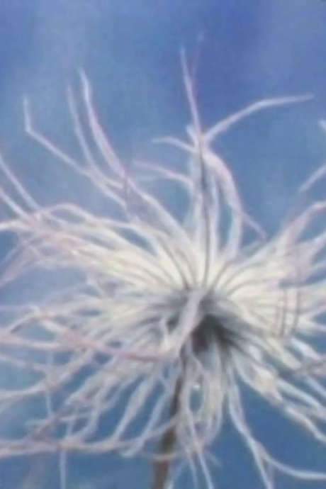 The film offers a three‑part self‑portrait of Pruska‑Oldenhof’s childhood and native landscape, blending image, song and text. First, scenes of her birth‑country appear as she silently mouths a Polish emigrant anthem. Then, a recording captures her as a child singing the same song. Finally, the lyrics are rendered in English, linking visual memory, her youthful voice and text into a reflective whole.