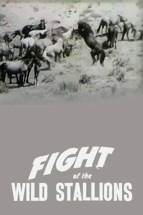 Fight of the Wild Stallions (1947) movie poster