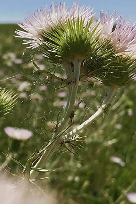 Fiori, Fiori, Fiori! (2020) movie poster