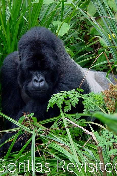 Gorillas Revisited with Sir David Attenborough (2006) movie poster