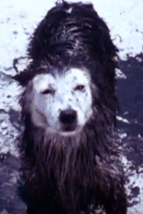 Harry the Dirty Dog (1987) movie poster