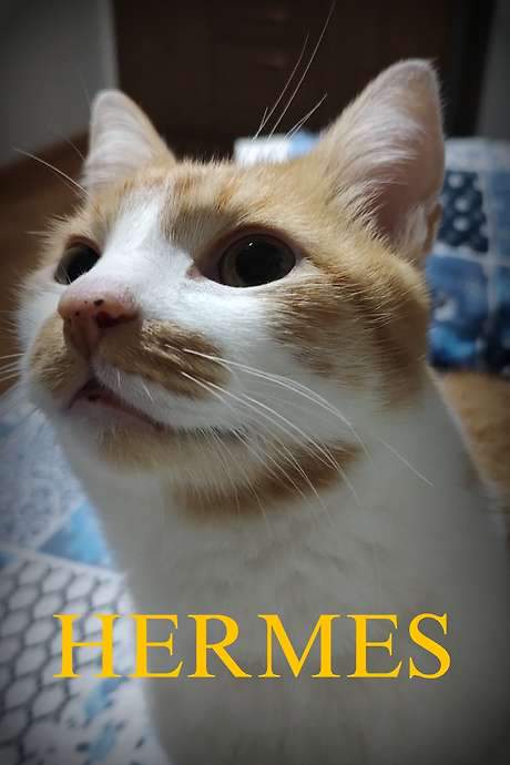 Hermes