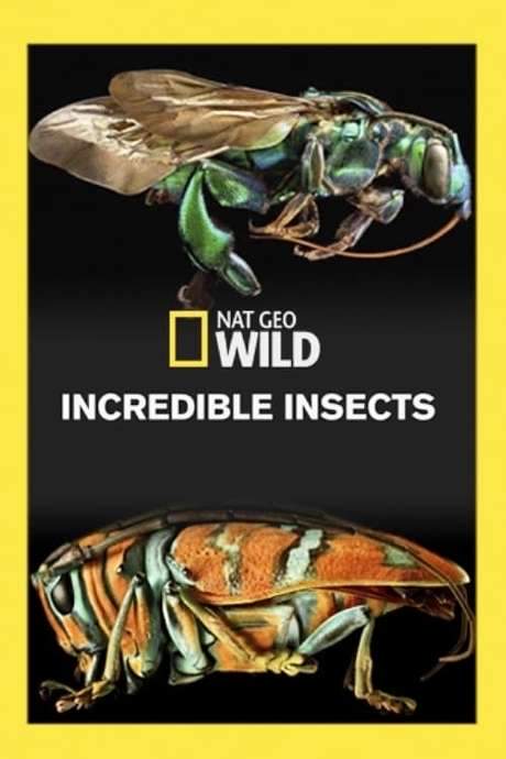 Incredible Insects (2016) movie poster