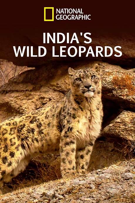 India’s Wild Leopards (2020) movie poster