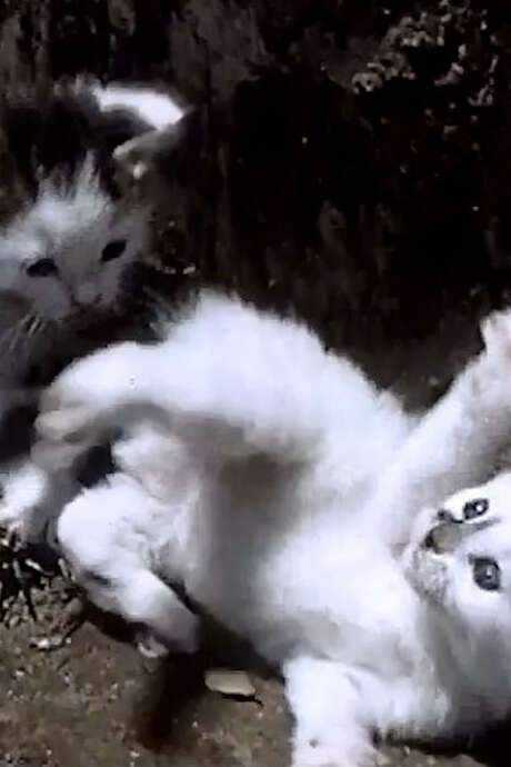 It’s a Cat’s Life (1950) movie poster