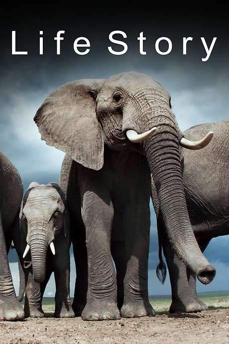 Life Story (2014) movie poster