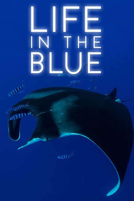 Life in the Blue (2016) movie poster