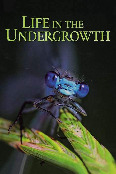 Life in the Undergrowth (2005) movie poster