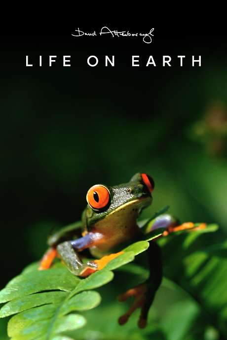 Life on Earth (1979) movie poster