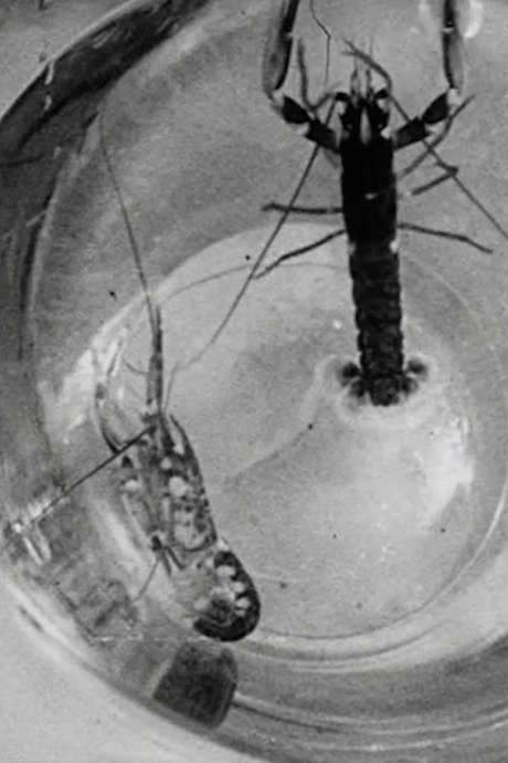 The 1935 documentary follows lobster fishermen in Sussex, England, portraying their daily toil and the challenges they face both on the water and beneath the waves. Through vivid cinematography, the film captures the rhythm of the trade, the hazards of the sea, and the community’s perseverance, all accompanied by narration from Alan Howard.