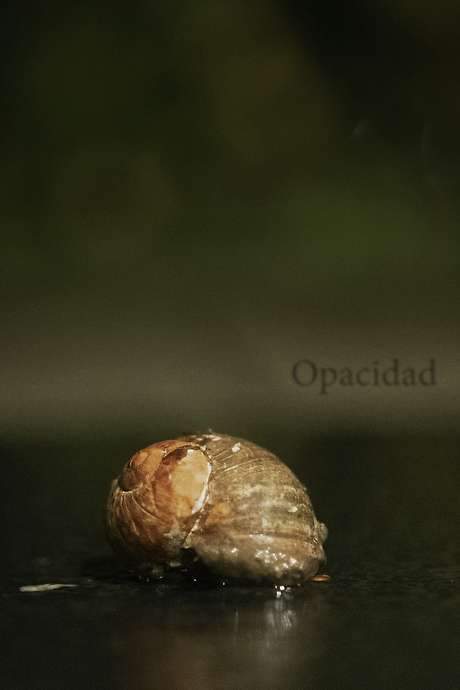 Opacity