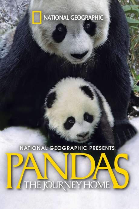 Pandas: The Journey Home (2014) movie poster