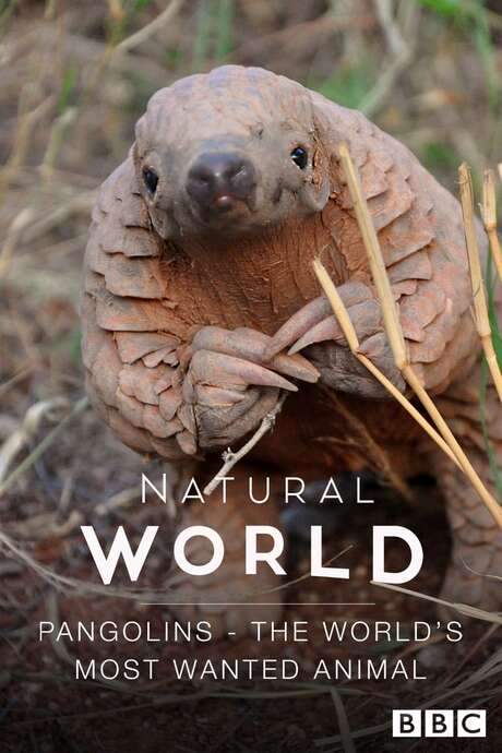 Pangolins: The World’s Most Wanted Animal (2018) movie poster