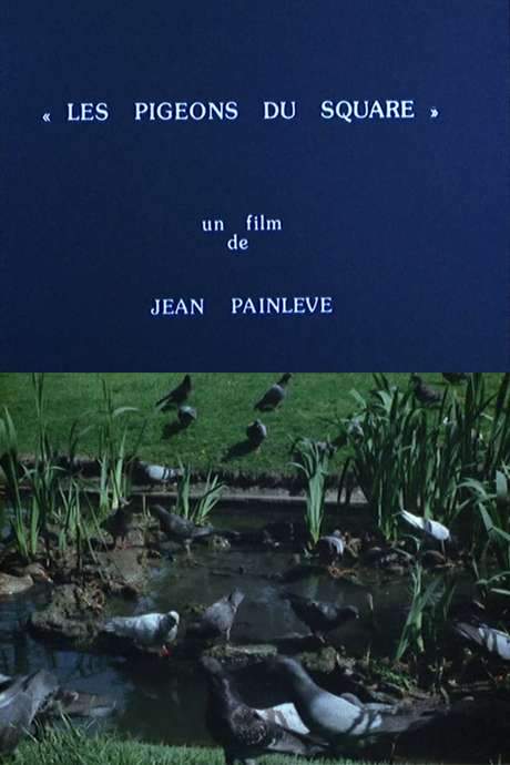 Pigeons in the Square (1982) movie poster