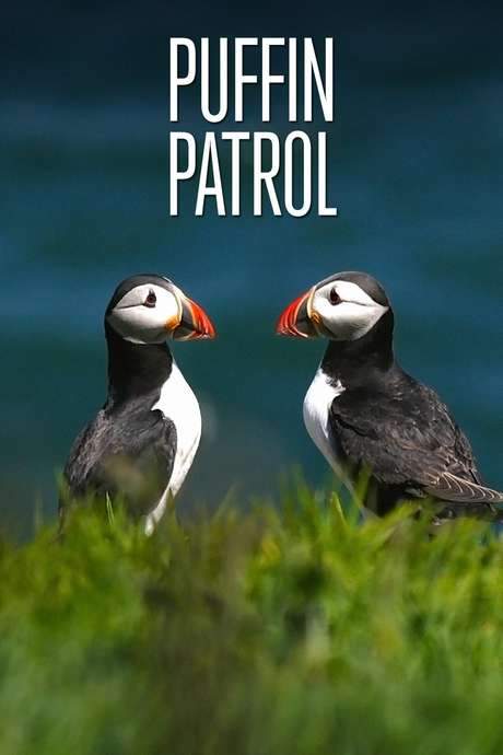 Puffin Patrol (2015) movie poster