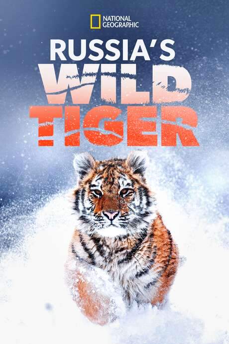 Russia’s Wild Tiger (2022) movie poster