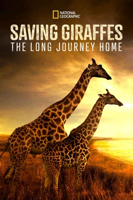Saving Giraffes: The Long Journey Home (2022) movie poster
