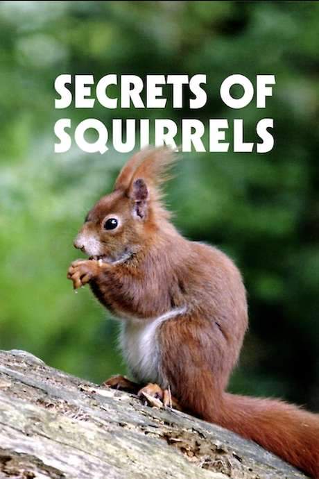Secrets of Squirrels (2018) movie poster