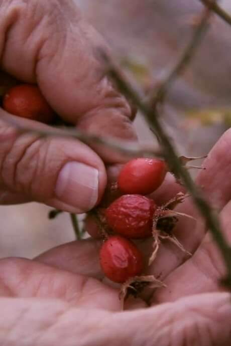    Cecilia Vicuña gathers seeds in Colchagua, Chile, in the foothills of the Andes mountains, on May 28, 2015.  