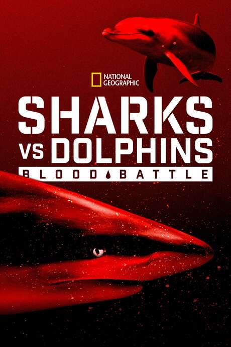 Sharks vs. Dolphins: Blood Battle (2020) movie poster
