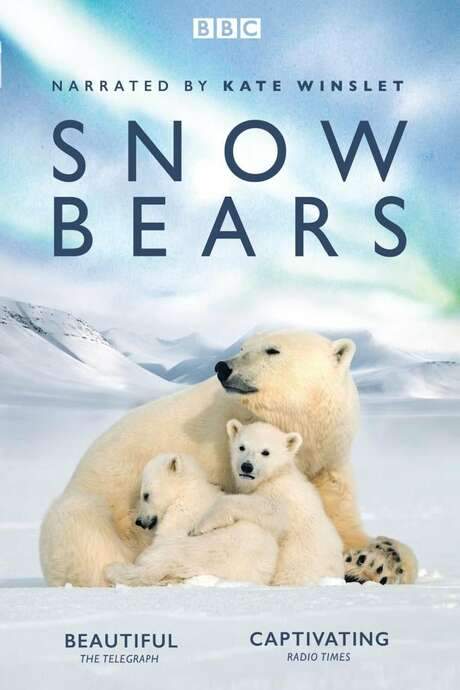 Snow Bears (2017) movie poster