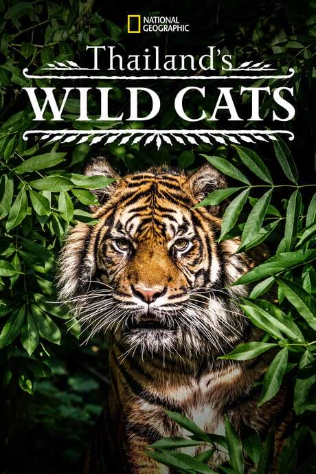 Thailand’s Wild Cats (2021) movie poster