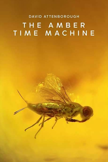 The Amber Time Machine (2004) movie poster