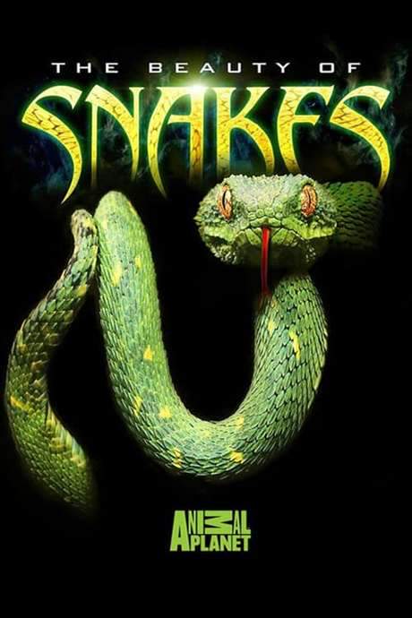 The Beauty of Snakes (2003) movie poster