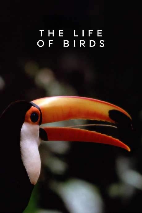The Life of Birds (1998) movie poster