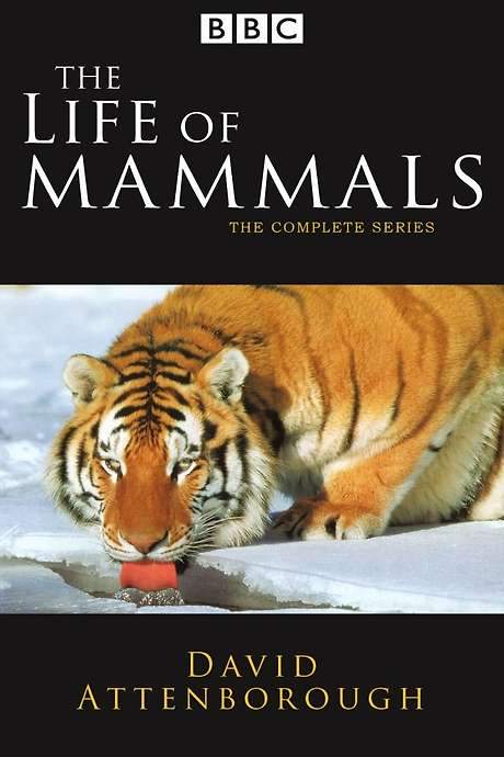 The Life of Mammals (2002) movie poster