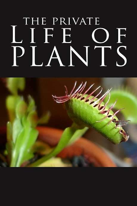 The Private Life of Plants (1995) movie poster