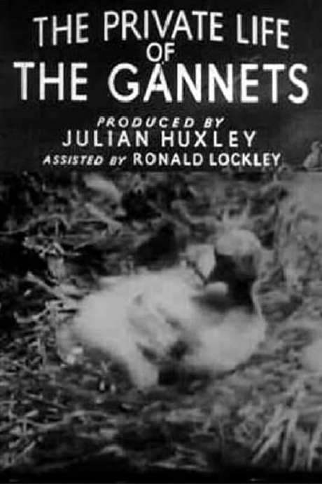 The Private Life of the Gannets (1934) movie poster