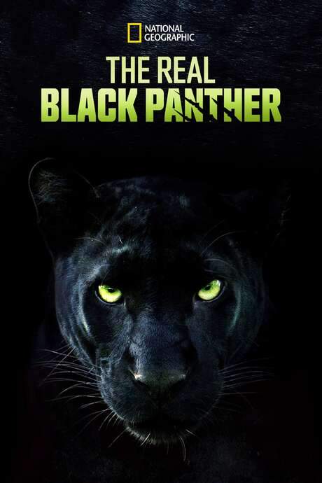 The Real Black Panther (2020) movie poster