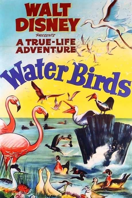 Water Birds (1952) movie poster