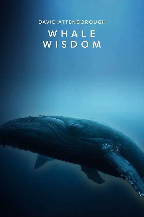 Whale Wisdom (2018) movie poster